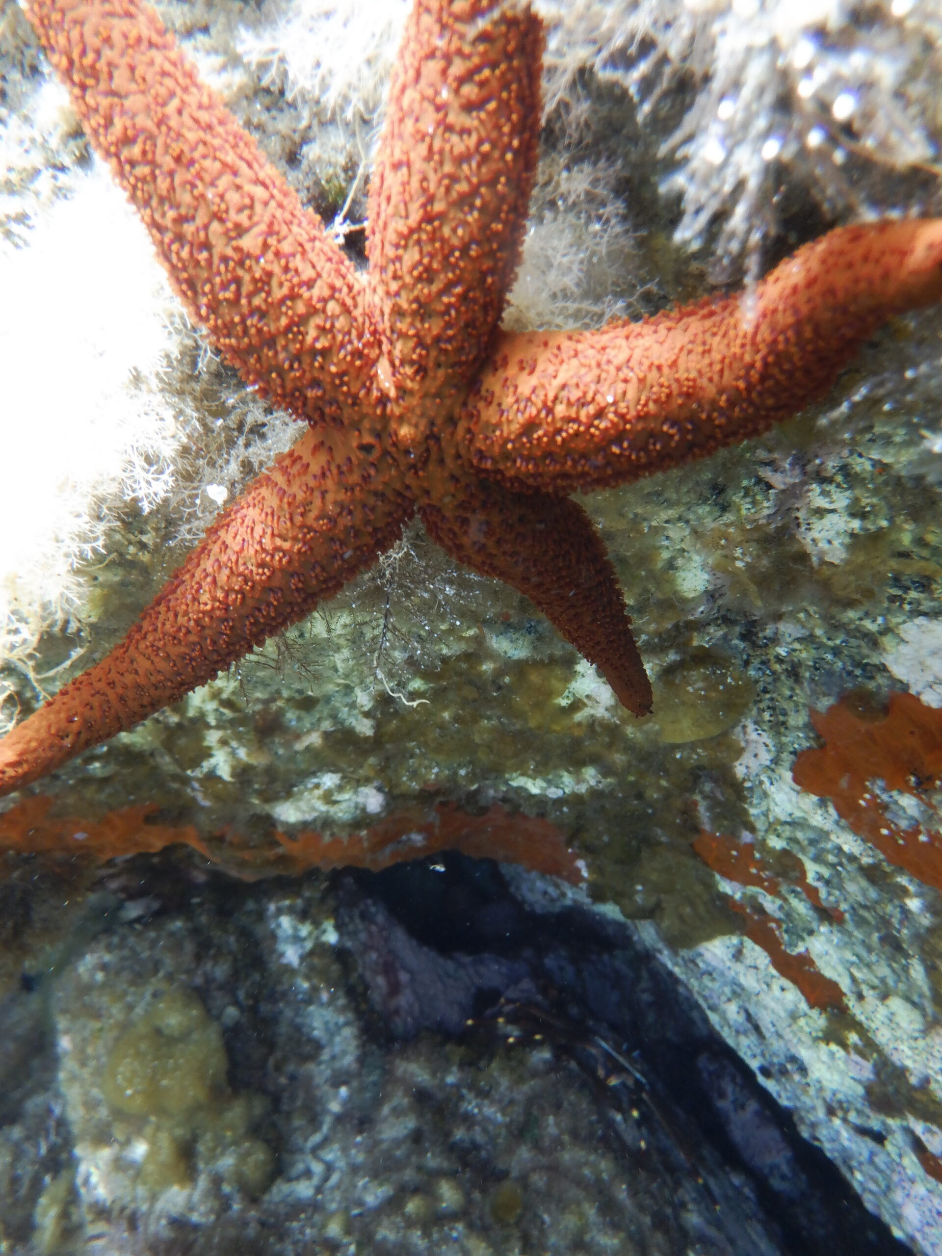 Stella marina carica di uova, nell'area marina protetta di Capo Carbonara a Villasimius