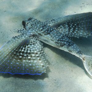 Pesce civetta fotografato nella spiaggia di Campus a Villasimius