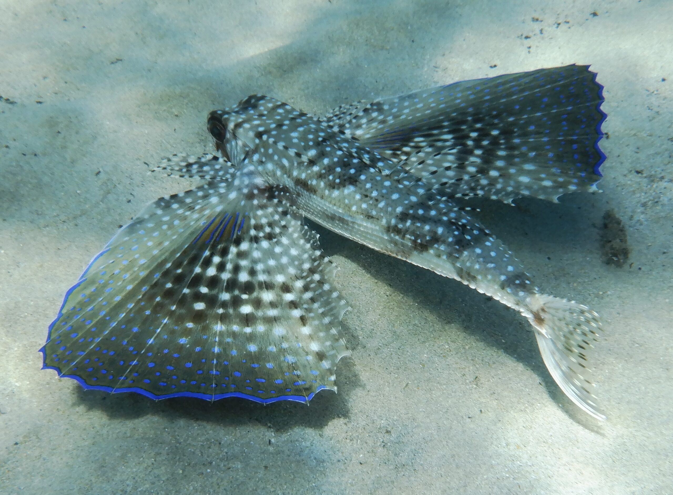 Pesce civetta fotografato nella spiaggia di Campus a Villasimius